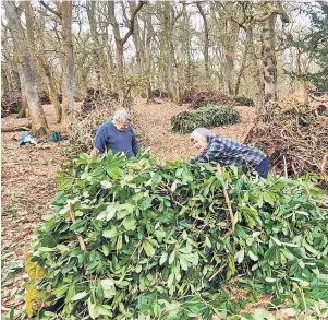  ?? ?? Busy Hard at work at Kinclaven Bluebell Wood. Pic by Matilda Scharsach/wtml