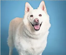  ?? ARIZONA HUMANE SOCIETY ?? Polar Bear is a 5-year-old Alaskan Husky mix who is bold and loves to explore.