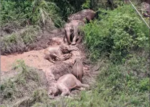  ?? PROVIDED TO CHINA DAILY ?? Yunnan’s roaming wild elephants enjoy a mud bath near the city of Yuxi on Saturday.