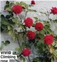  ??  ?? VIVID Climbing rose