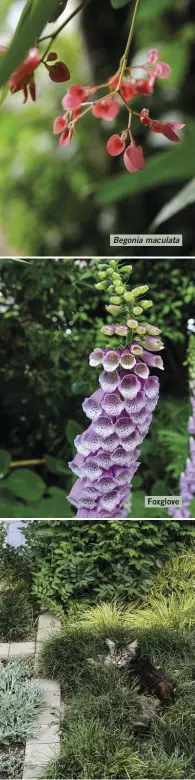  ??  ?? Begonia maculata
Foxglove