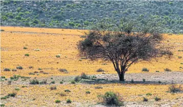  ??  ?? The semi-desert landscape of Namaqua National Park, north of Cape Town, South Africa, sees impressive wildflower blooms only for a few weeks in August.