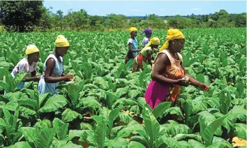  ??  ?? Tobacco Research Board produces sufficient tobacco seed to satisfy the domestic market