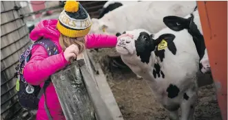  ??  ?? Luke Gartman’s daughter, Alison, 9, and her family are looking for a new dairy processing firm to buy their milk.
