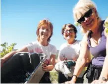  ??  ?? On their last day, Lynne Robson, left, Cathy Doyle and Debbie Gordon picked enough grapes to fill a large bin. Their original nickname, The Canadian Ladies, became The Half Ton Mammas. It was a compliment.