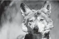  ?? Grant Hindsley / Hearst file photo ?? Conservati­onists say gray wolves — and other species — in the U.S. and Mexico need an open border to avoid inbreeding.