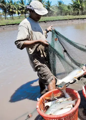  ??  ?? MARTÍN Santiago, Christian Serrano y Michael McGee recogen con orgullo los peces cosechados en 10 meses de trabajo en una charca del valle de Lajas.