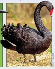  ??  ?? BLACK SWAN