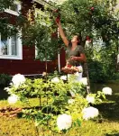  ??  ?? Lena Holmlund älskar att pyssla i trädgården hemma i Vasa.
