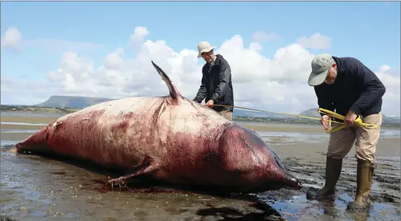  ??  ?? Noel Raftery and Don Cotton measuring the True’s Beaked Whale which washed ashore at Cummeen Strand last Friday.