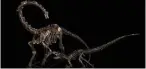  ??  ?? Squelette d’allosaurus adjugé à , million d’euros et squelette de diplodocus adjugé à , million d’euros.