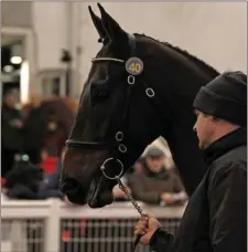  ??  ?? Colin Bowe’s Trevelyn’s Corn was sold for £400,000 last week.