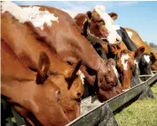  ??  ?? The new Reid Stockfeeds Springer 16 lead feed grain mix formulatio­n is delivering results.