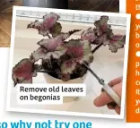  ??  ?? Remove old leaves on begonias