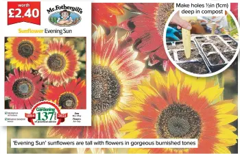  ??  ?? Make holes 1/2in (1cm) deep in compost ‘Evening Sun’ sunflowers are tall with flowers in gorgeous burnished tones