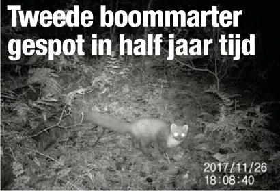  ?? FOTO HBVL ?? De boommarter liep op 26 november voor Ulenaers’ cameraval.