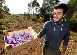  ?? (Photos Philippe Arnassan) ?? Thomas Garnier a cueilli ses premières fleurs de safran la semaine dernière.