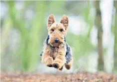  ??  ?? Originally bred for hunting rats, badgers and foxes, the Welsh terrier is now under threat