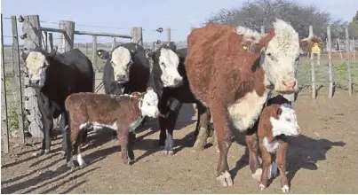  ??  ?? Familia unida. La vaca y sus cinco hijos, hace pocos días en su campo de Algarrobo, a 80 kilómetros de Bahía.