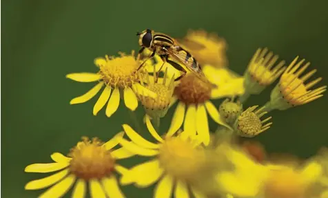  ?? Foto: Felix Kästle/dpa ?? Bei Insekten ist das Jakobskreu­zkraut eine beliebte Pflanze, für andere Tiere kann sie zur Gefahr werden.