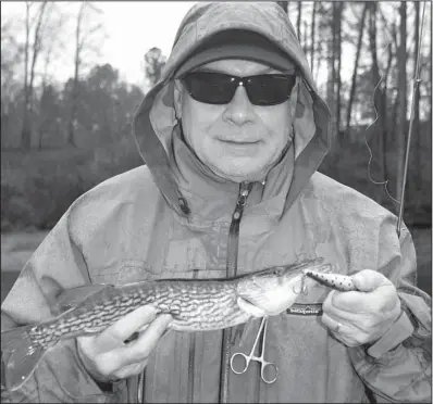  ?? Arkansas Democrat-Gazette/BRYAN HENDRICKS ?? Rusty Pruitt caught a mixed bag of chain pickerel and a rainbow trout Tuesday on the Ouachita River below Blakely Dam.