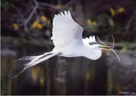  ?? MARK COOK South Florida Water Management District ?? Egrets are among the wading birds that have started to nest early this season as the winter has been dry, creating good foraging conditions.