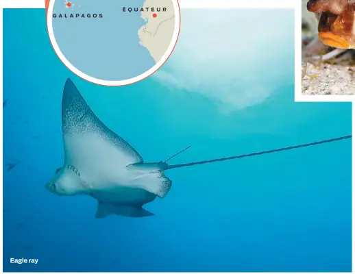  ??  ?? Eagle ray