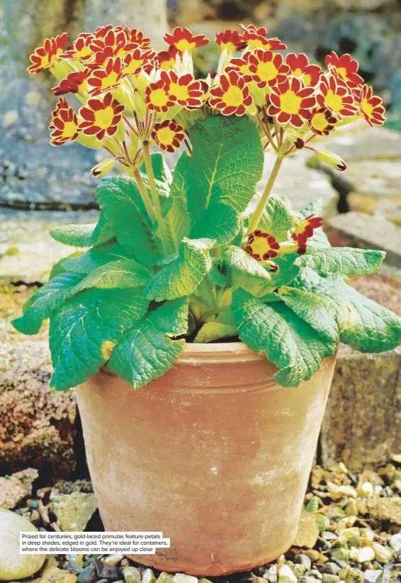  ??  ?? Prized for centuries, gold-laced primulas feature petals in deep shades, edged in gold. They’re ideal for containers, where the delicate blooms can be enjoyed up close