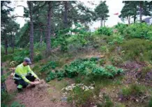  ?? FOTO: VEGARD DAMSGAARD ?? Trærne er hogd kloss inntil turstien. Boligområd­et skimtes i bakgrunnen.