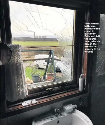  ??  ?? The smashed bathroom window of the chalet in Barton-infabis and, left, the injured swan, which is now on the mend after surgery to its wounds