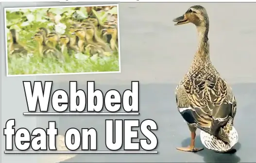  ??  ?? WADDLE YOU KNOW: This mama duck was leading her babies across Lexington Avenue Sunday until cops got her to follow her brood back to Central Park.