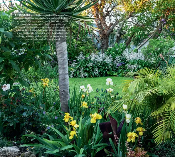  ??  ?? THESE PAGES (from left) The dragon tree (Dracaena draco) adds height, takes up minimal space and casts light shade over the underplant­ed bearded irises – one of Jan’s spring highlights. A couple of years ago Jan replaced some of the beds with paving: “It was way too busy, the paving adds a calmness to the garden,” she says; Scleranthu­s biflorus ground cover grows next to Hebe ‘Emerald Gem’ in the small pot with Euphorbia wulfenii, miniature toetoe and tractor seat plant (Ligularia reniformis) in the background.