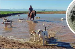  ??  ?? Waterpret. Die honde geniet die lafenis ná ’n oefensessi­e. Jakkalsmis wat ’n paar weke in ’n emmer water staan, sorg vir ’n sterk spoorlê-konkoksie.