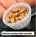  ??  ?? Feed via a small pot after every fish.