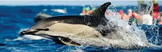  ??  ?? Jump for joy: Leaping dolphins are known to accompany Murcia’s boats