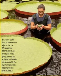  ??  ?? El autor del libro sostiene un ejemplar de Nymphaea thermarum, el nenúfar más pequeño que existe, rodeado de varios Victoria amazonica, los mayores del planeta.