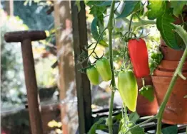  ??  ?? Green tomatoes can be used to make chutney or taken indoors to ripen.