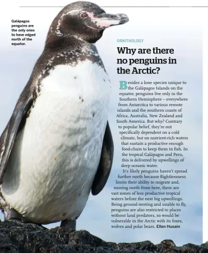  ??  ?? Galápagos penguins are the only ones to have edged north of the equator.