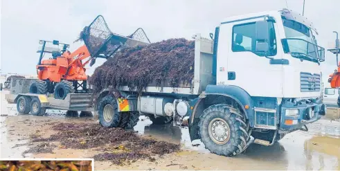  ??  ?? Spat is loaded onto a truck on Ninety Mile Beach.
Inset, greenlippe­d mussels are said to have powerful health benefits.