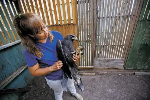  ?? LUIS SÁNCHEZ SATURNO/THE NEW MEXICAN ?? Lori Paras, director of the Santa Fe Raptor Center, picks up Oro, a blind rescue golden eagle, to put him in his enclosure for the night Tuesday. The eagle’s blindness was caused by a swelling of the brain from West Nile virus.