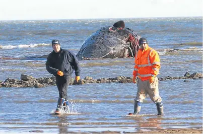  ?? Picture: Gareth Jennings. ?? The whale that was beached at Monifieth.