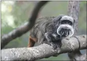  ?? DALLAS ZOO VIA AP ?? An emperor tamarin monkey that lives at the Dallas Zoo. Two monkeys were taken from the zoo on Monday.