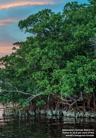  ??  ?? Indonesia’s Demak district is home to 22.6 per cent of the world’s mangrove forests