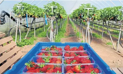  ??  ?? Angus Soft Fruits grower James Porter said they have commitment­s to foreign and local workers.