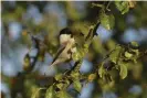  ??  ?? A rare sighting of a willow tit in England. Photograph: FLPA/Alamy