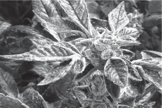  ??  ?? Marijuana plants with their buds covered in white crystals called trichomes, are nearly ready for harvest in the “Flower Room” at the Ataraxia medical marijuana cultivatio­n center in Albion, Ill. Marijuana-friendly doctors in states with similar...