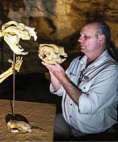  ??  ?? Cave guide Gavin Kluske with a giant short-faced kangaroo skull and marsupial lion skeleton – two fossil treasures in Naracoorte’s Victoria Fossil Cave.
Perfectly preserved in the fine Terra Rossa sediments, Naracoorte’s unrivalled megafauna legacy...