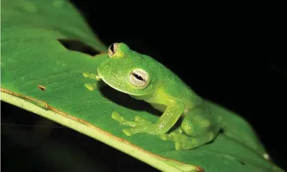  ?? Photograph: Oliver Quinteros/Natural History Museum/AFP via Getty Images ?? The glass frog’s translucen­t legs makes its outline less recognisab­le to predators and harder to spot.