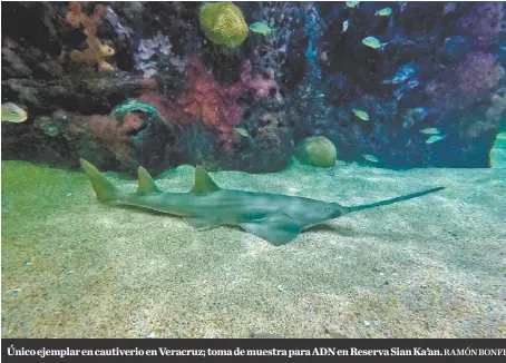  ??  ?? Único ejemplar en cautiverio en Veracruz; toma de muestra para ADN en Reserva Sian Ka’an.