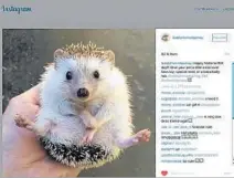  ?? Instag ram.com ?? BIDDY the hedgehog is forever finding ways to keep 652,000 Instagram followers entertaine­d. Cuteness just comes naturally.